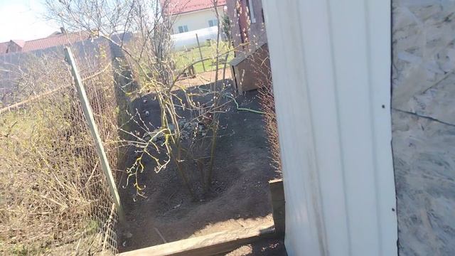 Ворон Гриша 25 апреля с праздником