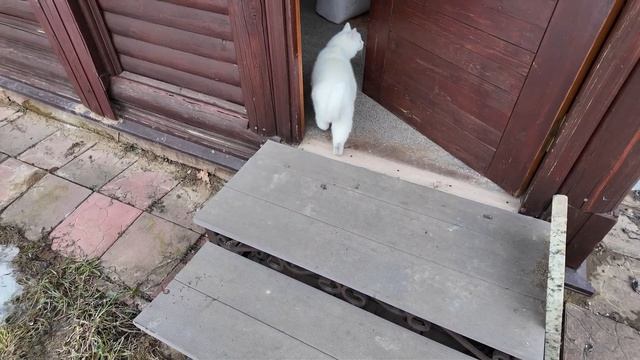 Белочка на весеннем обходе