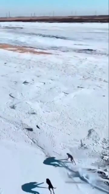 Невероятная гонка! Смотри до конца 