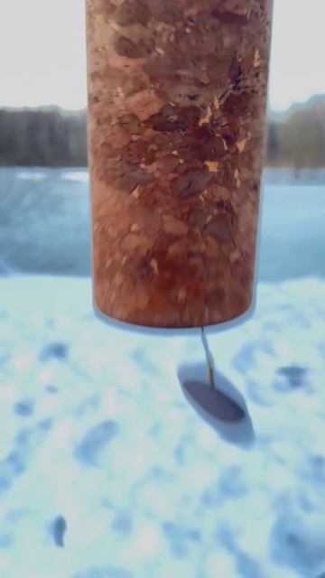 Колокольчик Nada на берегу лесного озера