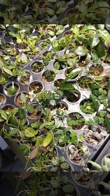 Ещё немного выставки....