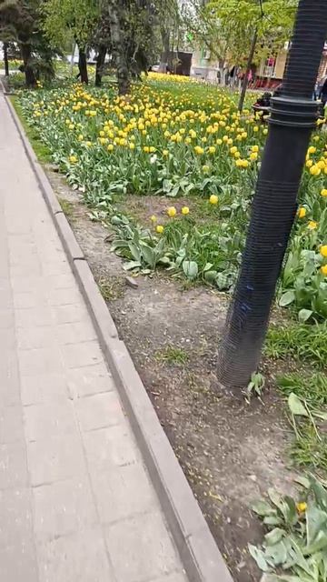 Цветочное море в центре города. Весенний Ростов. В Ростове расцвели тысячи тюльпанов.