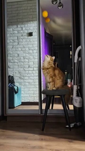 моя кошка :D