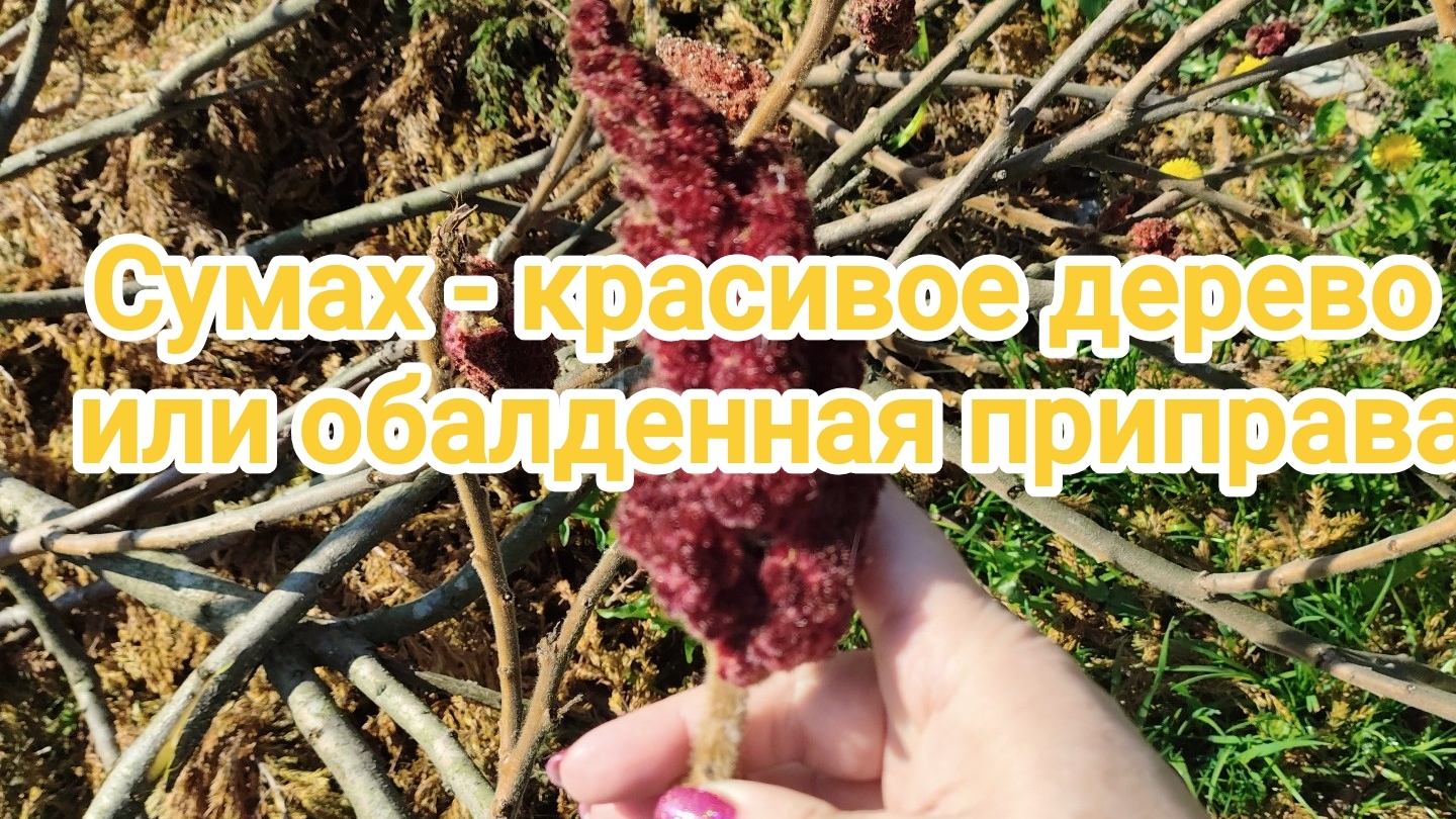 Сумах - красивое дерево или обалденная приправа к мясу? 25-04-2026