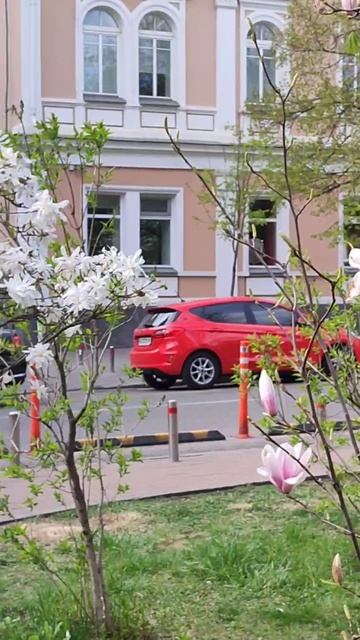 Магнолии у Золотых ворот. Киев. Весна. 2026