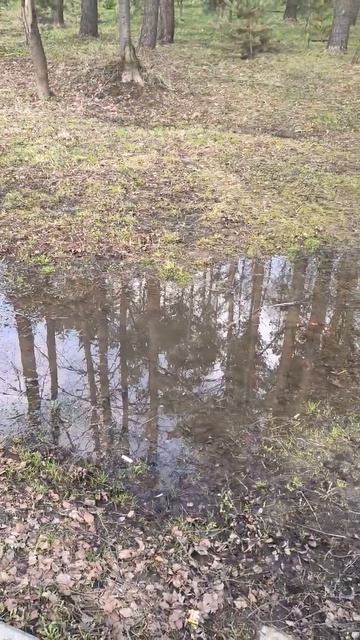 Водное зеркало