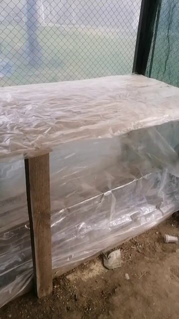 Высаживаю рассаду в парник