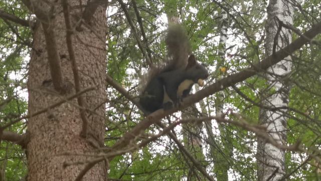 Белочка пришла