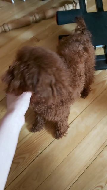 InShot_20260425_125026007.mp4