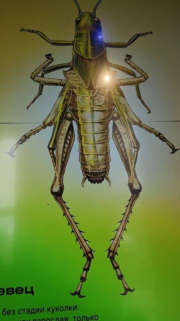 я фоткал себя в течение года пока не стал бананом