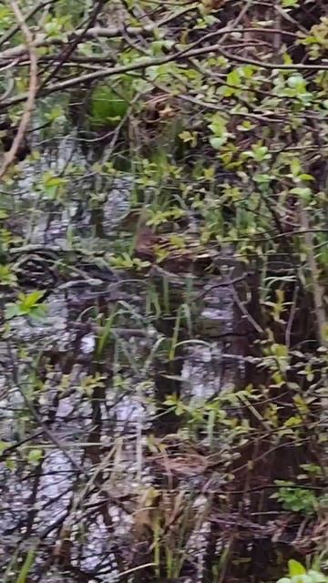 Случайный кадр.дикиеутки вреки природа