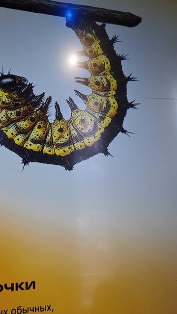 я фоткал себя в течение года пока не стал баклажаном