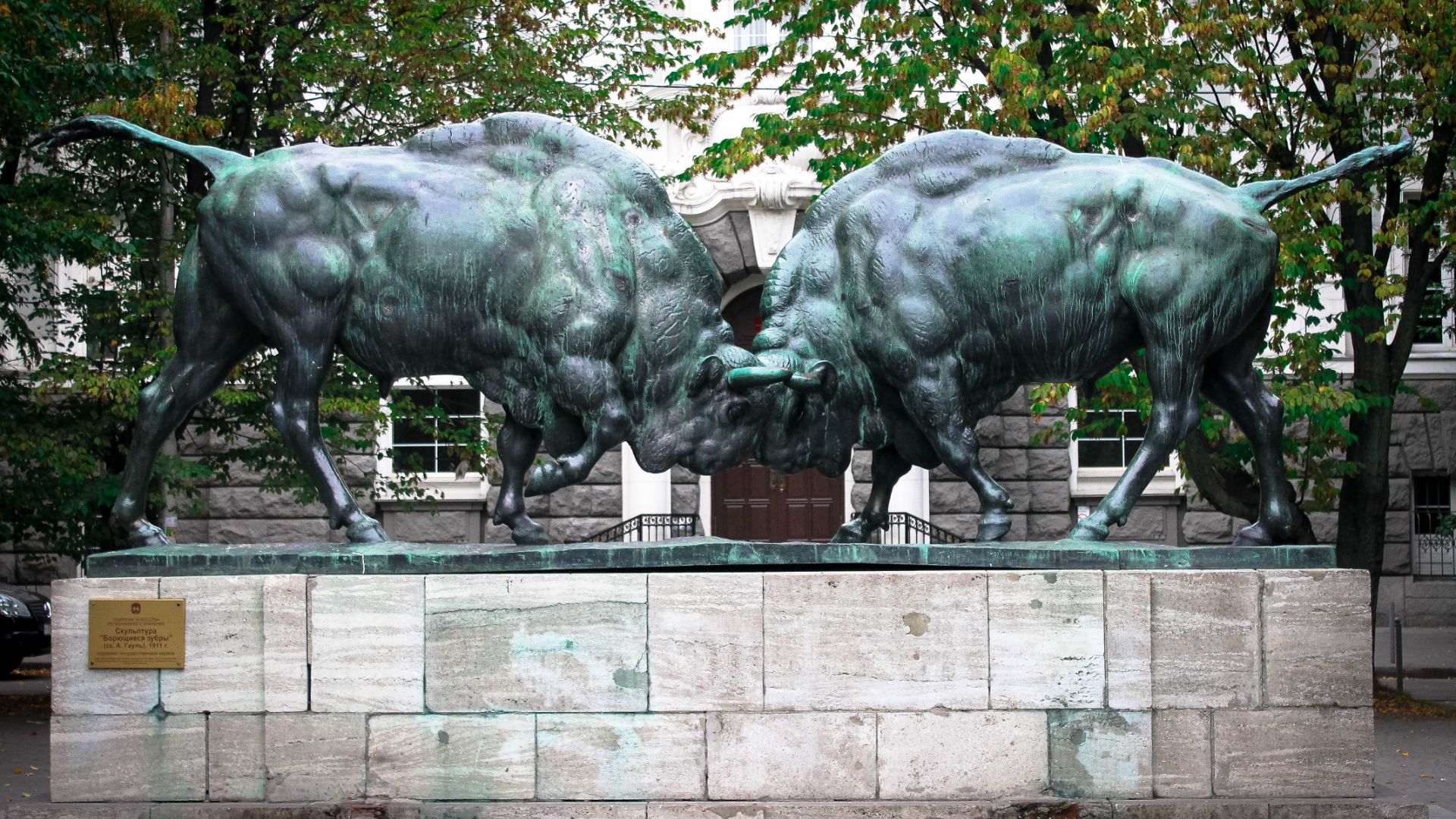 борющиеся зубры