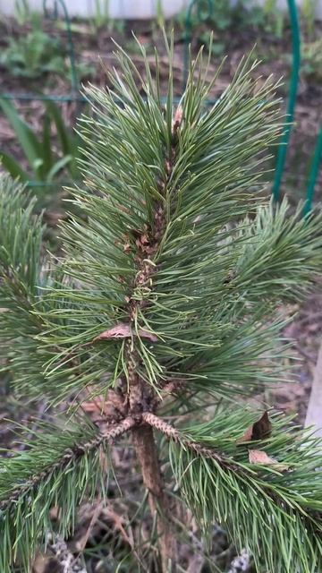 Кедр после зимнего снега