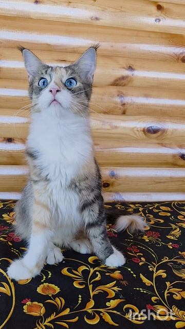 Золотая Луна 226