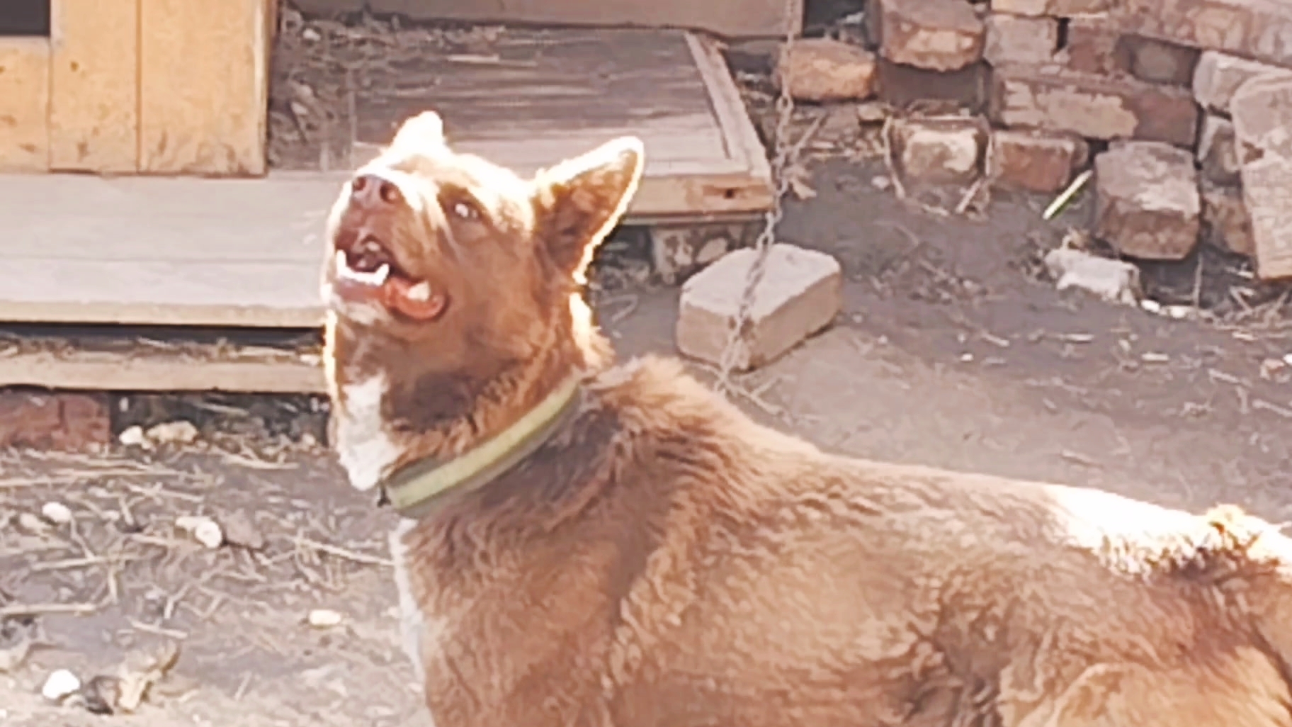 Мишка. Погола наладилась. Субботние чебуреки. 25-04-2026