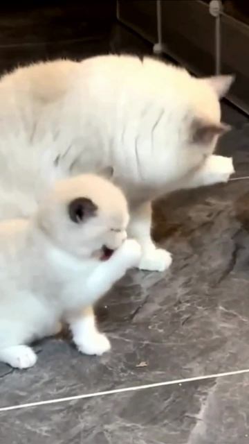 Заставка для видео Умываются котята кот  543