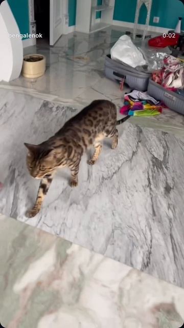 бенгал бенгальскийкот