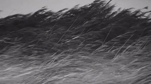 Cat55-Вкус ночи