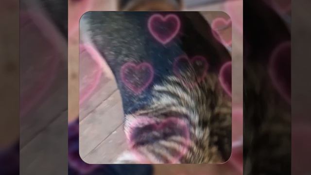 1000057036.mp4 Собака наблюдает за устройством лестницы на 2-ой этаж в доме А-фрейм