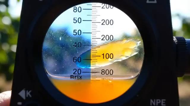 Как выращивают абрикосы Чабакано.