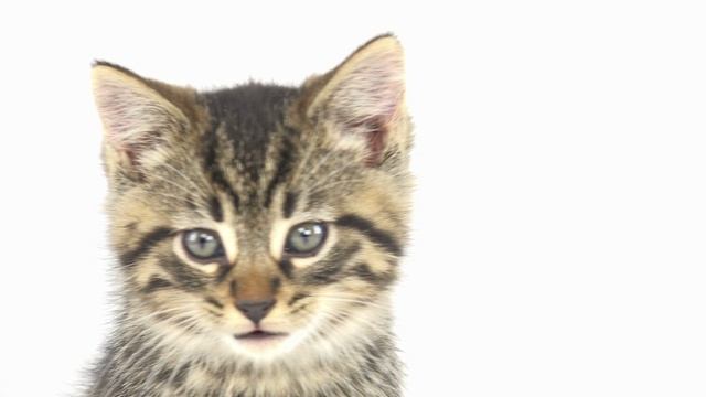 036Милый котенок Футажи Милота Позитив