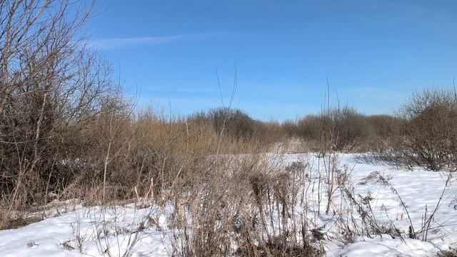 Весна в поле