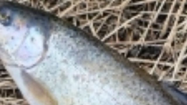 Рефтинское водохранилище рыбоновости .