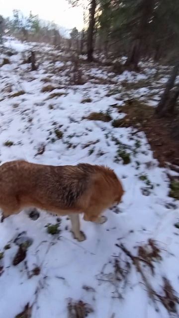 У меня появился друг  собака 