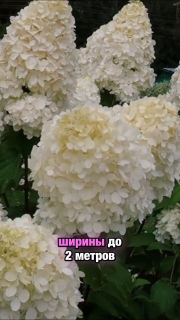 Две гортензии которые простят ваши ошибки