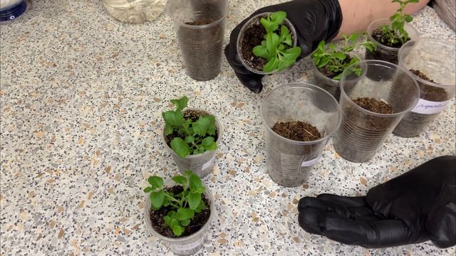 Секреты пышного цветения бакопы