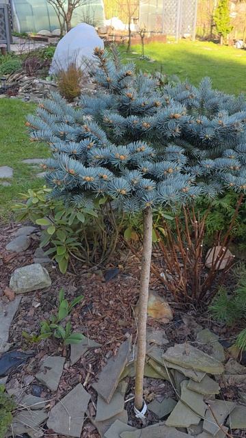 Сад. Все просыпается а нам опять морозы обещают ташамуляр дача весна апрель