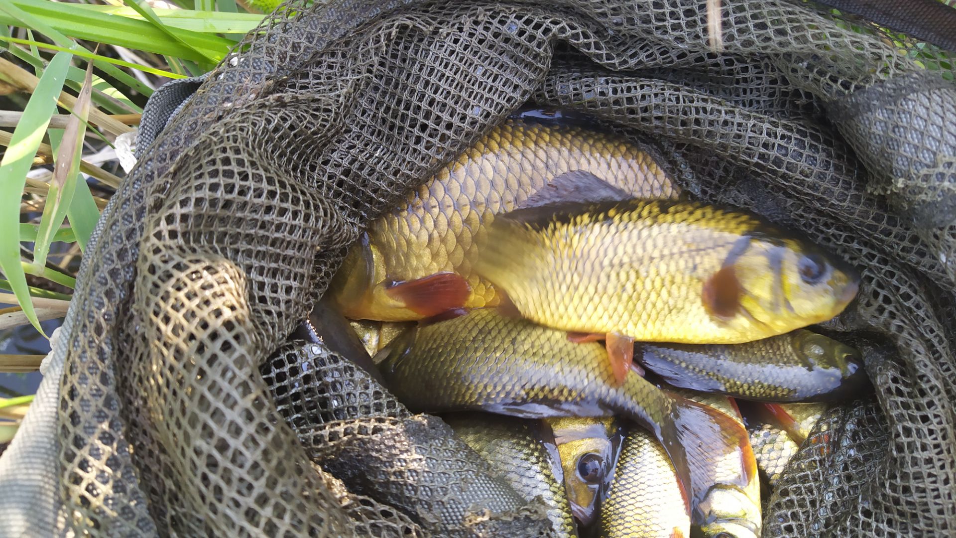 Вот и первый карасик.