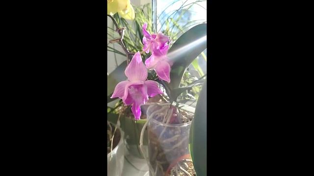 Цветут три пафиопедилума и доцветают фаленопсисы