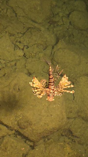Pickalbatros Palace Resort 5Egypt Hurghada Red Sea Puffer Fish Dangerous Fish Египет  красное море