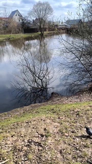 Весенний пруд в парке