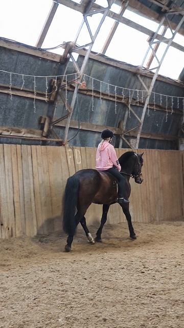 Даша и Аквилон рысь без седла по стенке в манеже.