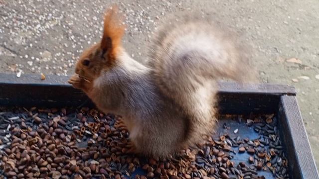 обед с дикими белками