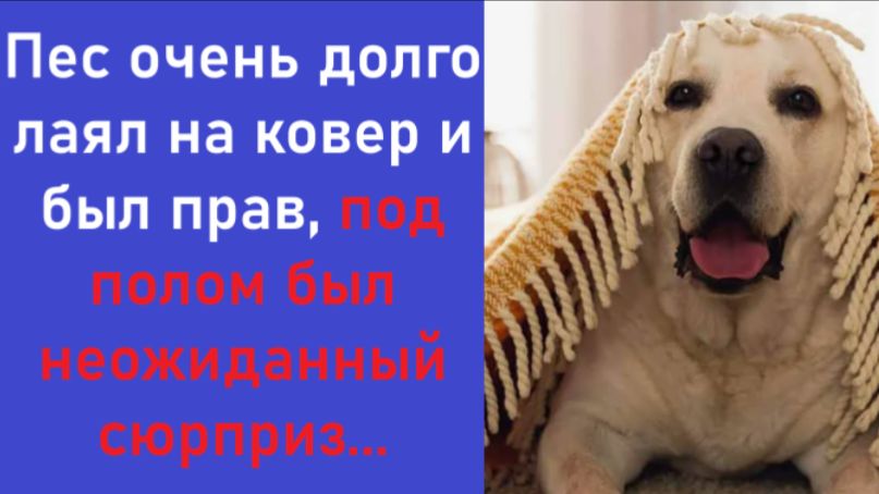 Истории из жизни  Аудио рассказы  Аудиокниги слушать онлайн  Жизненные истории