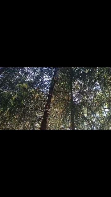 осень 2025 сентябрь