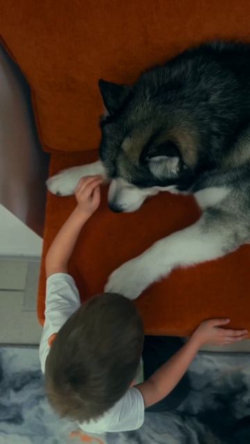 Контактная студия Балто  Джена Обнимашки с маламутом