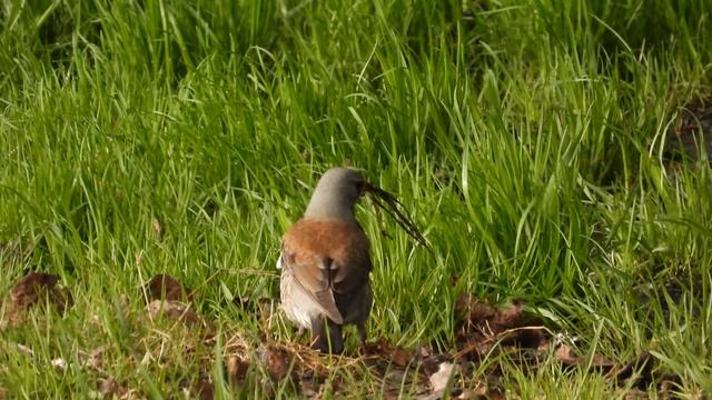 птица Дрозд Рябинник собирает материал для строительства гнезда Великий Новгород 25 апреля 2026