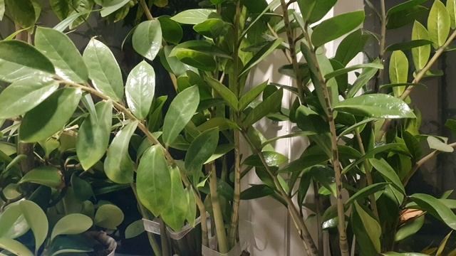 Молчание - золото...