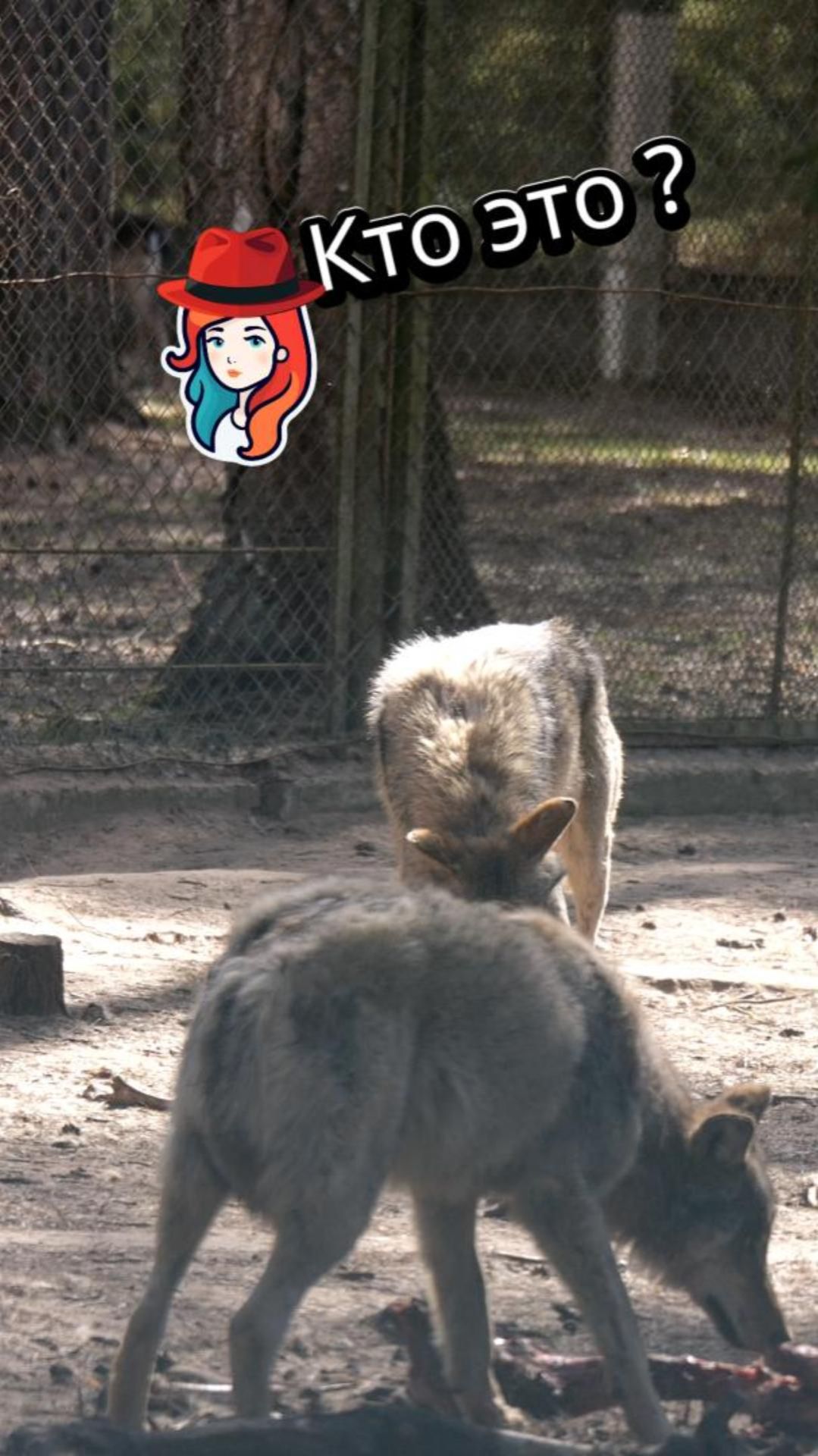 Напишите кто узнал этих хищников 