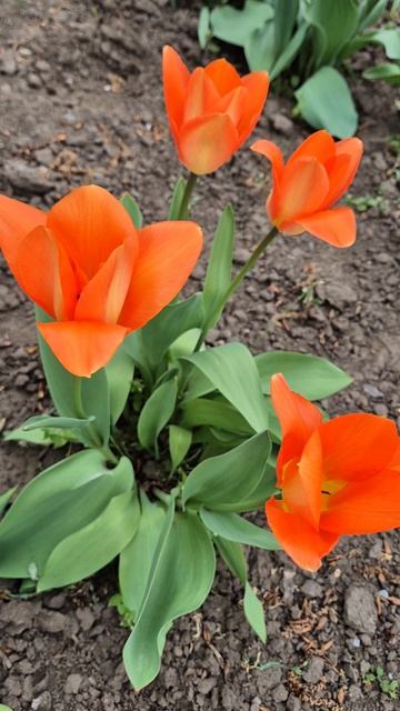 Тюльпаны