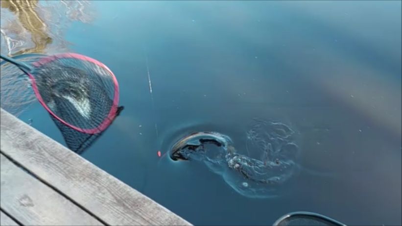 На крымском поклёвок больше...Клёвое место Лосиный остров спорт-зона.