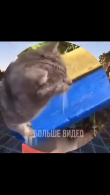 Видео от Департамент Кринжовых Видосов  ДКВ