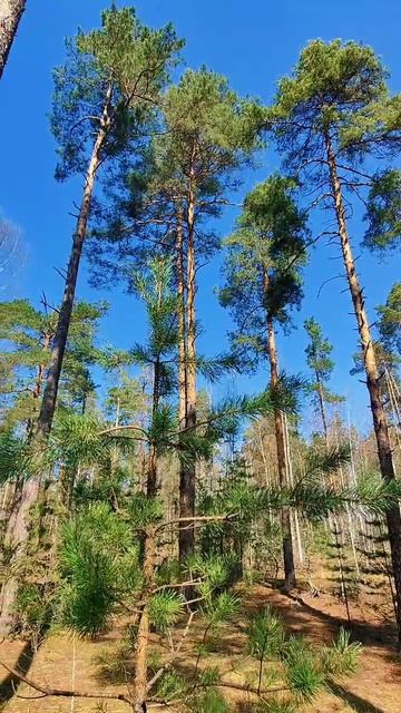 Весенний лес  лес весна прогулка природа