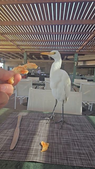 Ali Baba Palace 5 Египет Хургада EGYPT HURGHADA бар Bar Cafe Restaurant кафэ рестораны The Red Sea