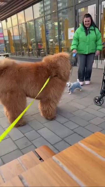 VID_20260425_170327_799.mp4